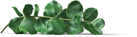 branch